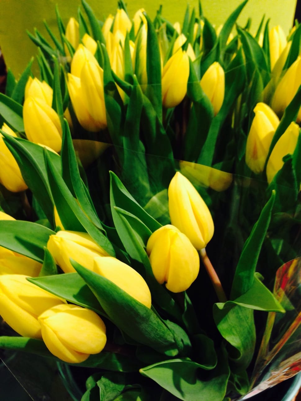 Tulips, Flowers, Yellow, leaf, flower preview