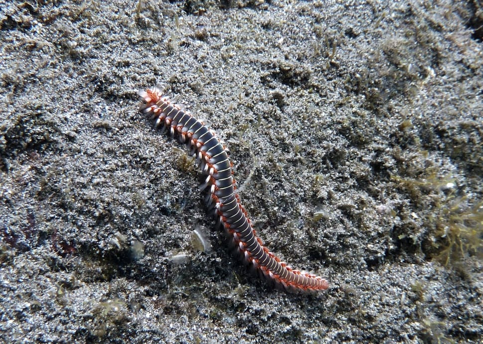 black and brown centipede preview