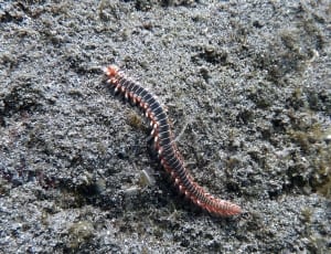 black and brown centipede thumbnail