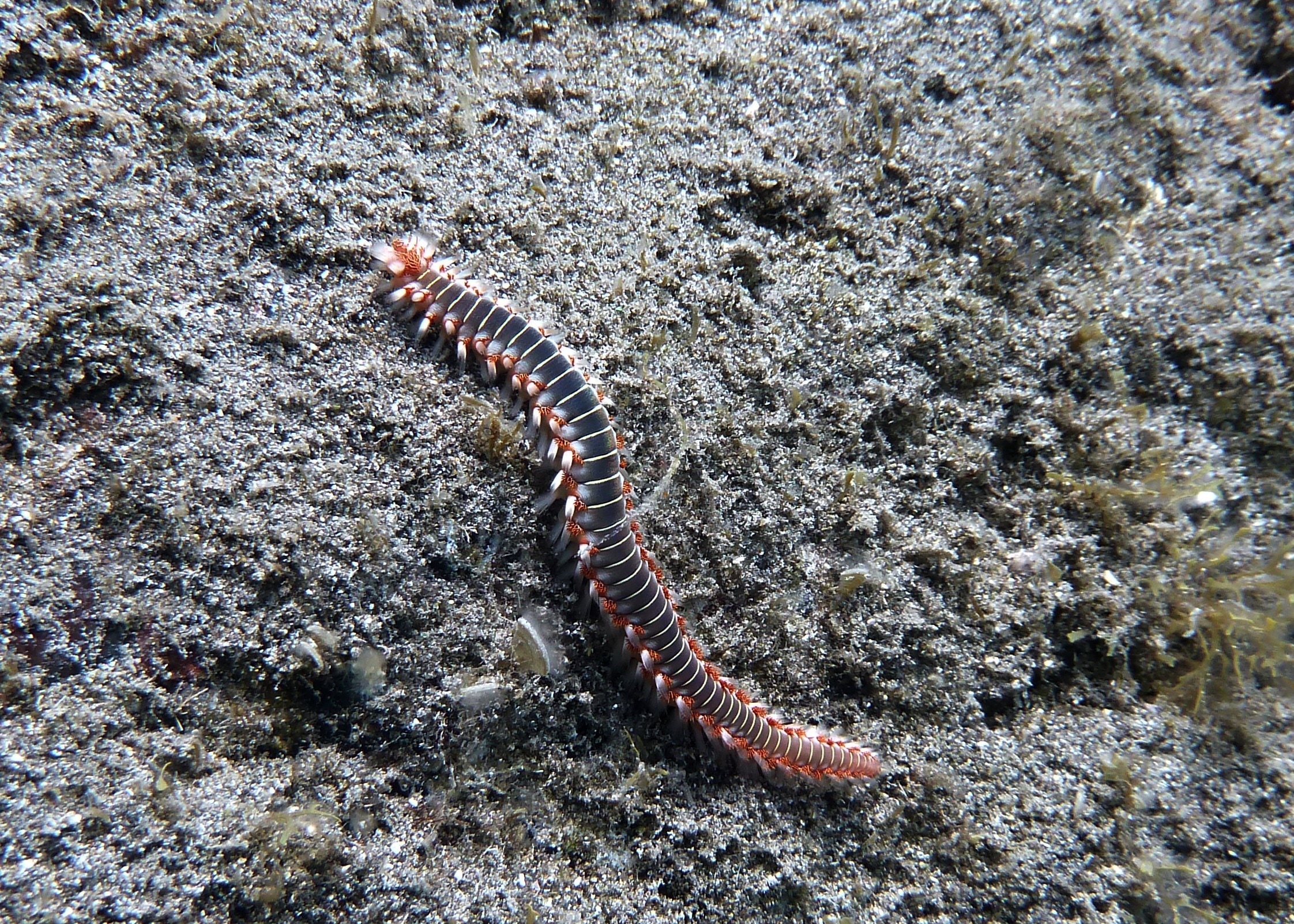 black and brown centipede