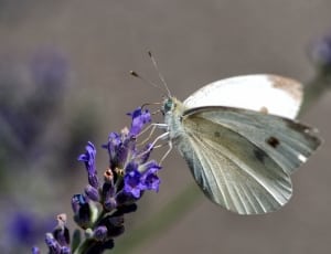 gray and brown butterfly thumbnail