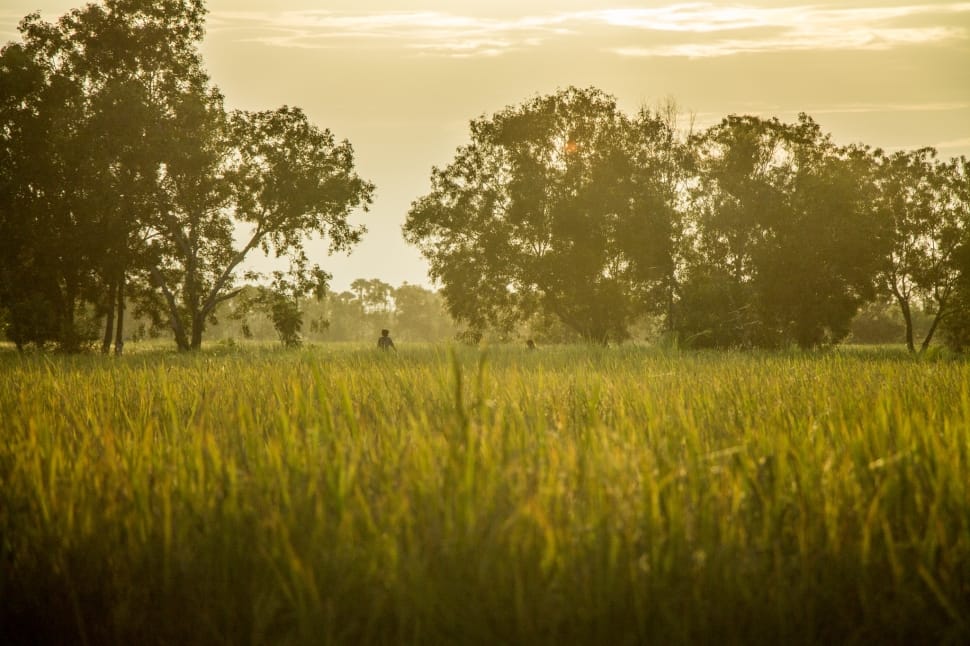 green grass and trees preview