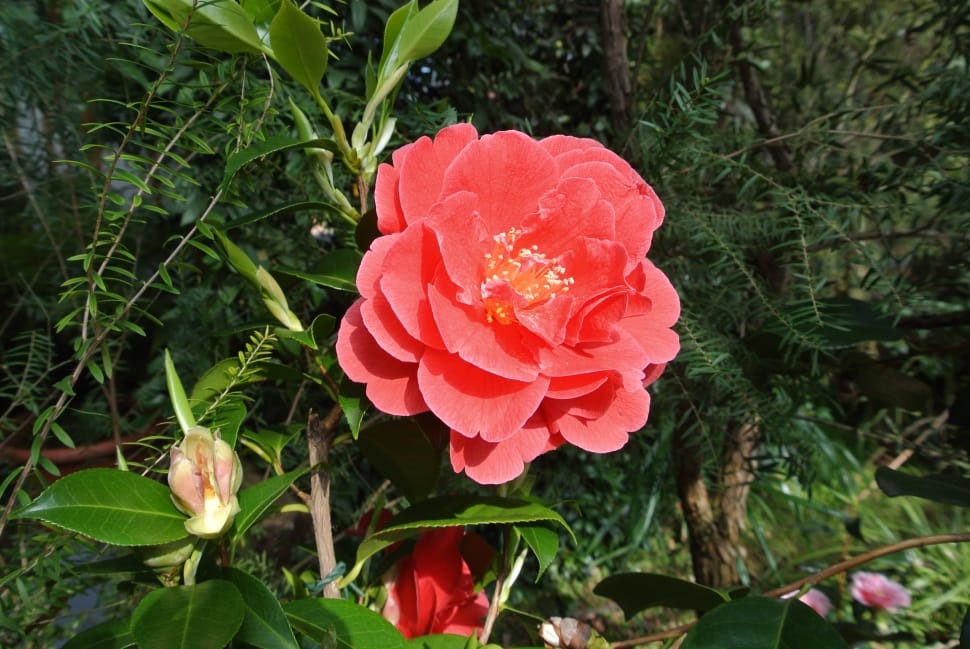 pink camellia preview