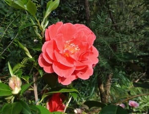 pink camellia thumbnail