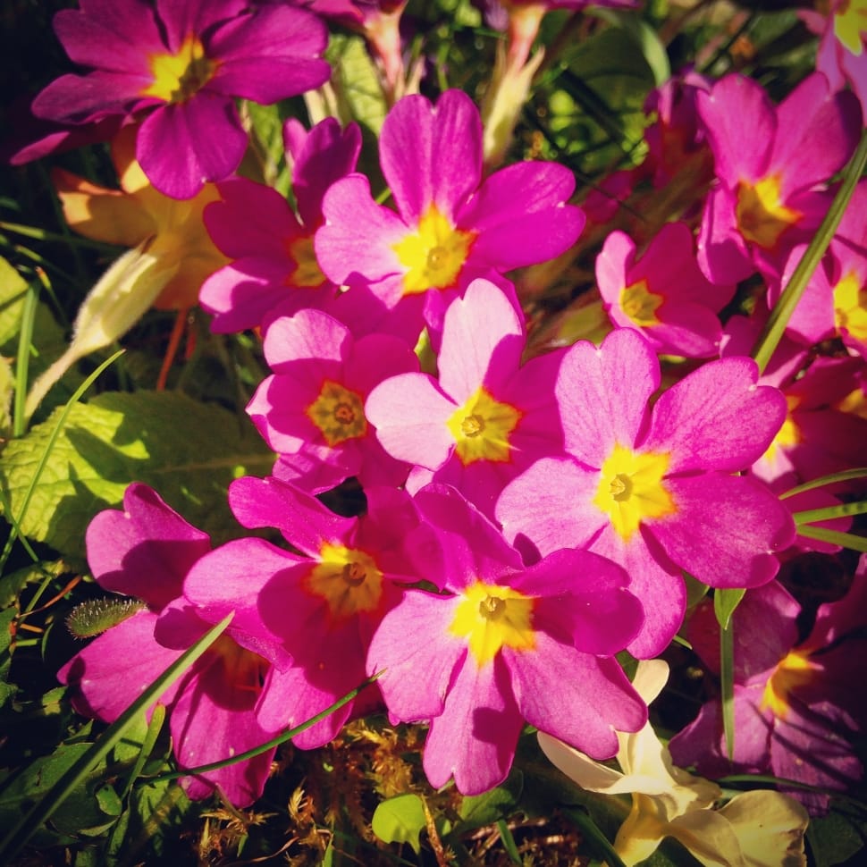 pink primroses in closeup photo preview