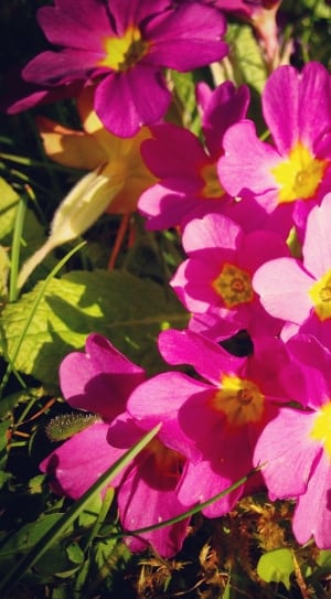 pink primroses in closeup photo thumbnail