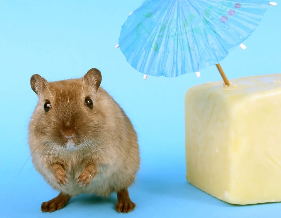 brown hamster and cheese preview