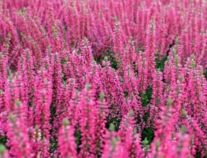 pink and green outdoor plants thumbnail