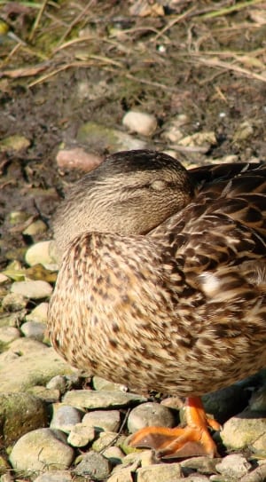 female malard duck thumbnail