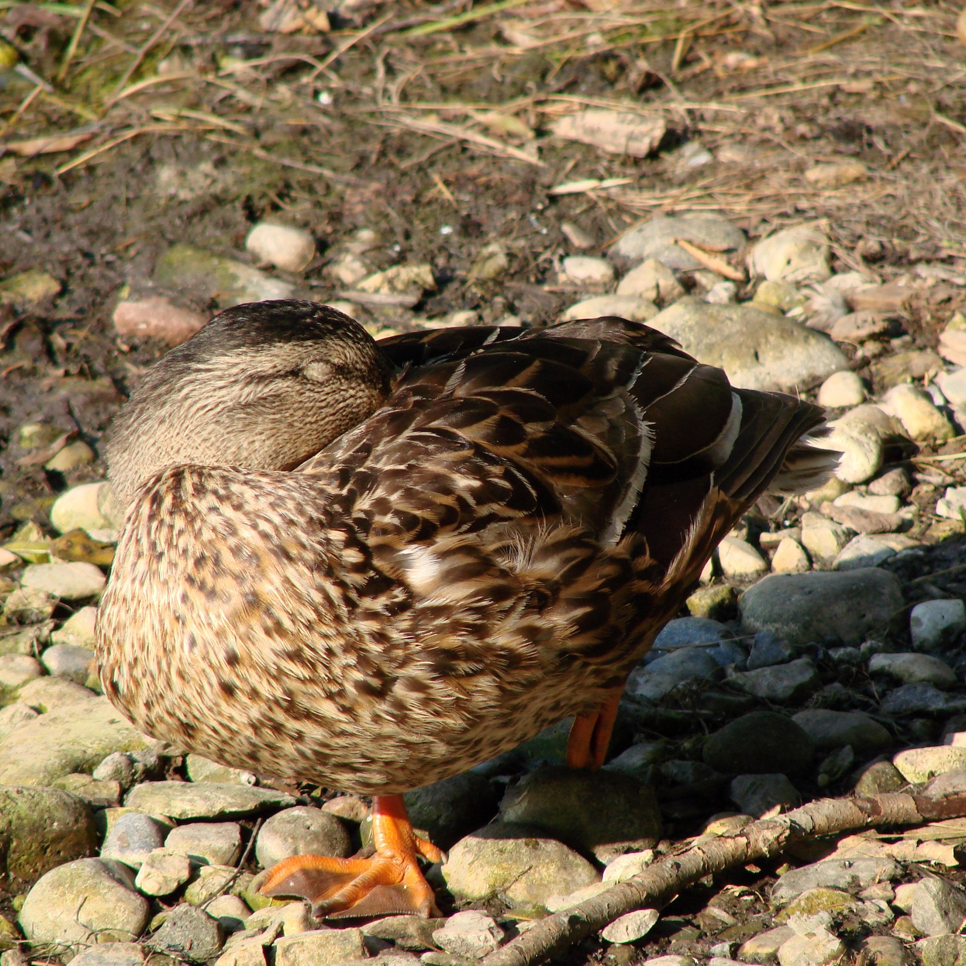 female malard duck