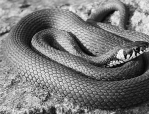 gray rattle snake thumbnail