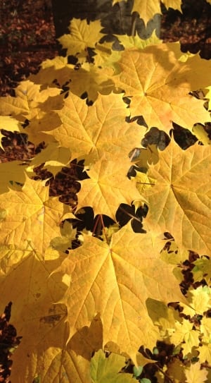 brown maple leafs thumbnail