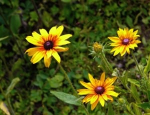 3 yellow and purple flowers thumbnail