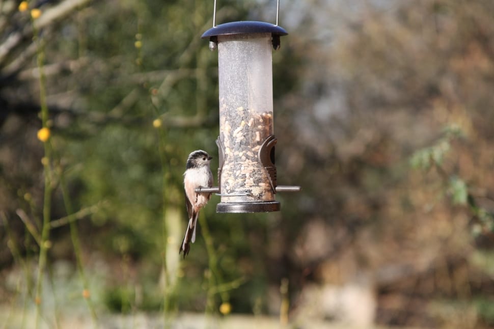 brown chickadee preview