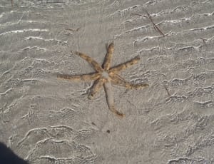 brown starfish thumbnail