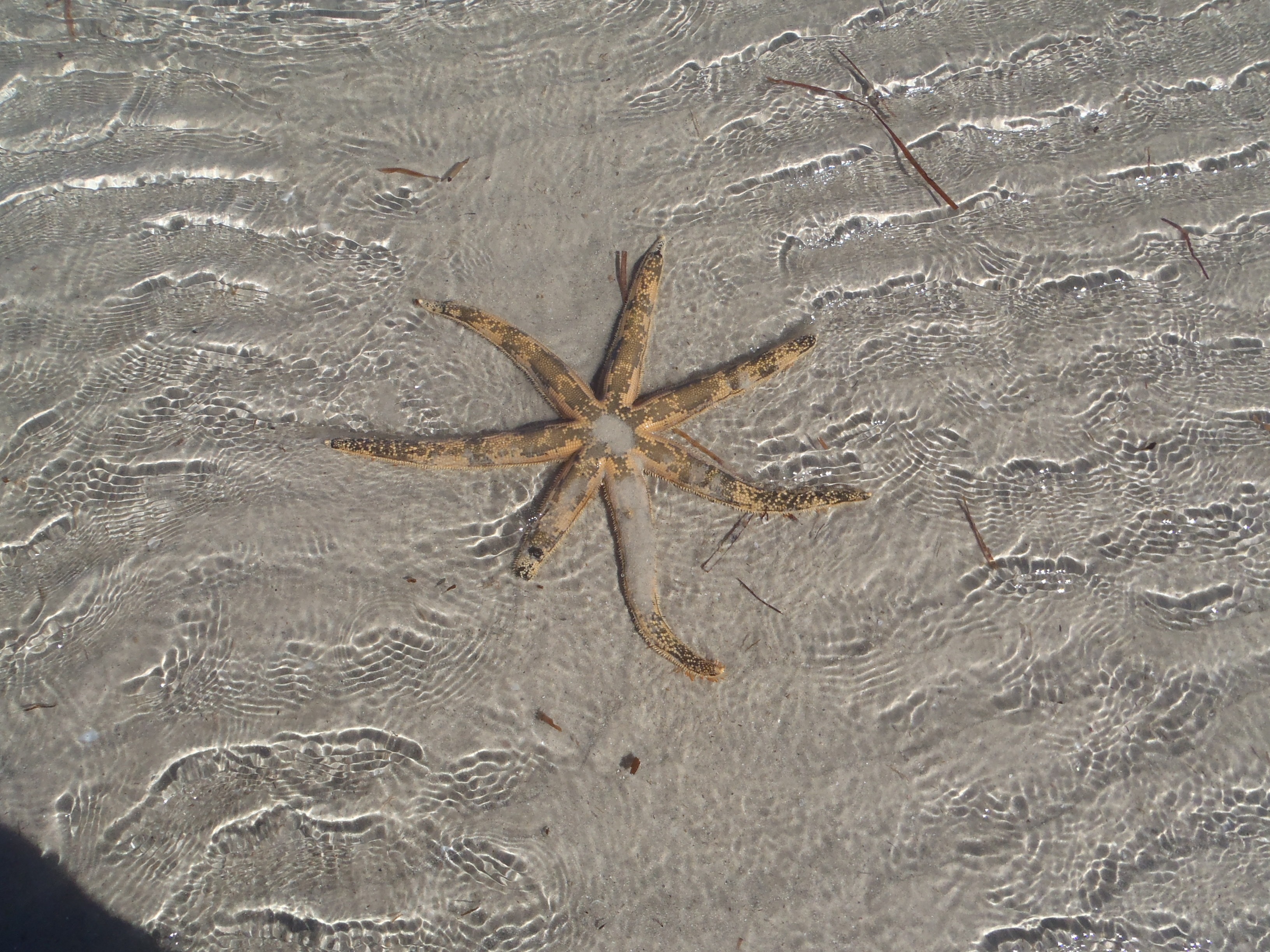 brown starfish