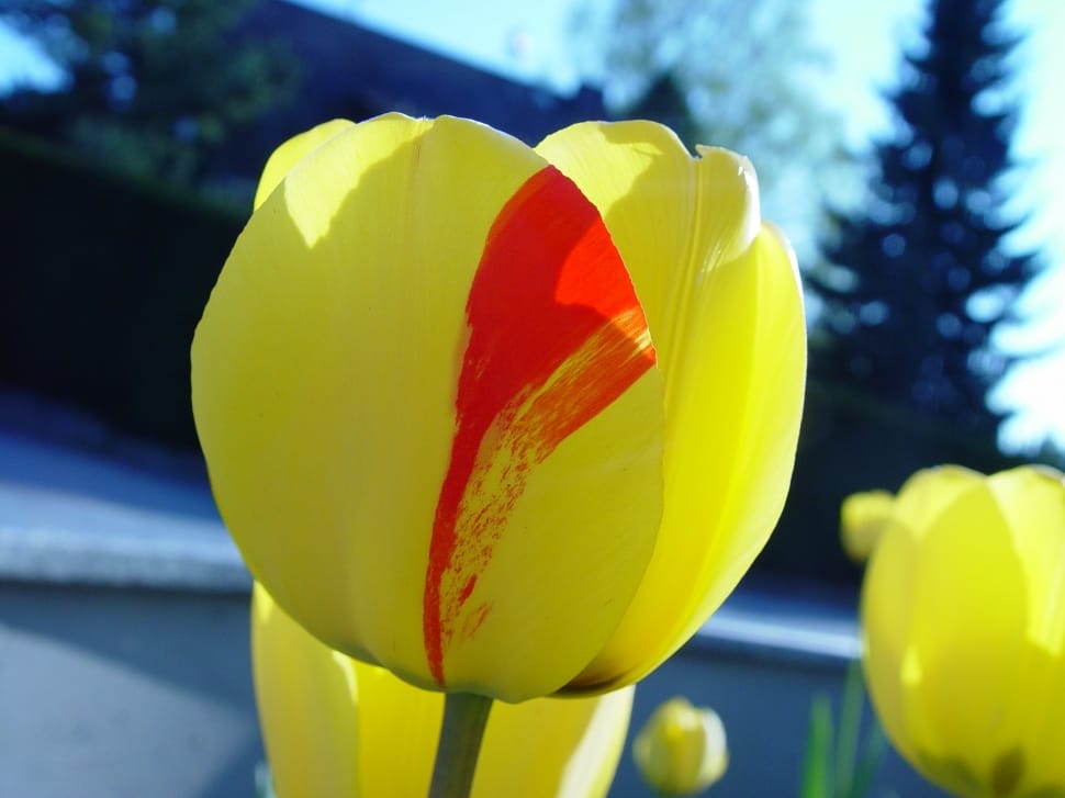 yellow and red tulip flower preview