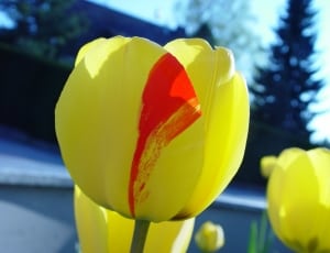 yellow and red tulip flower thumbnail