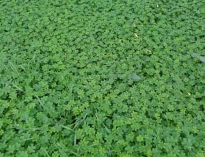 bunch of clovers thumbnail