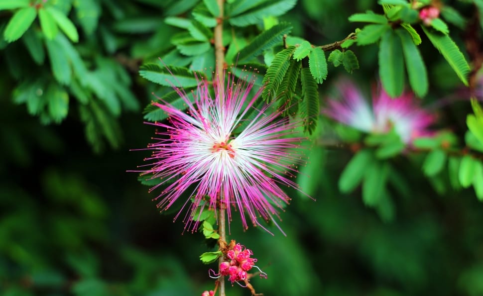 white and pink flower on green tree preview