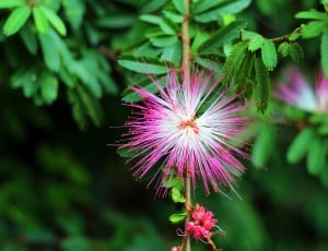 white and pink flower on green tree thumbnail