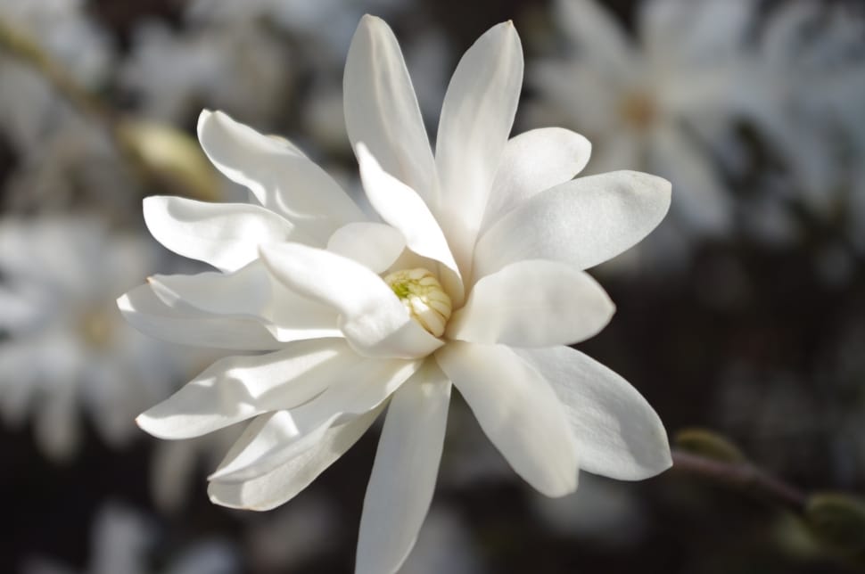 shallow focus photography of white flower preview