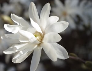 shallow focus photography of white flower thumbnail