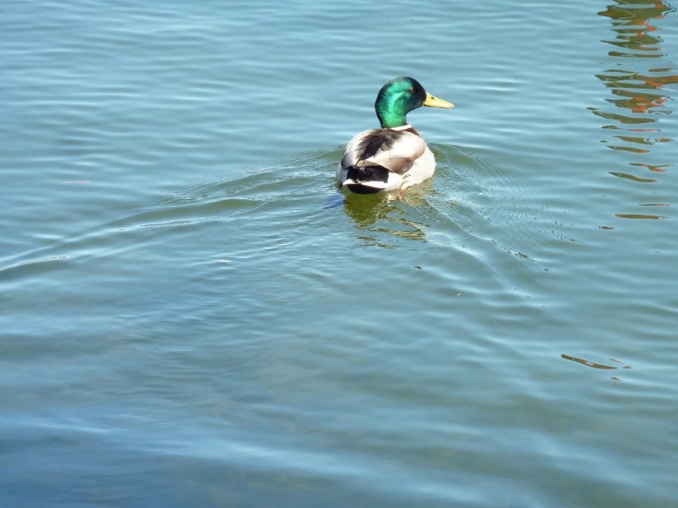 mallared duck preview