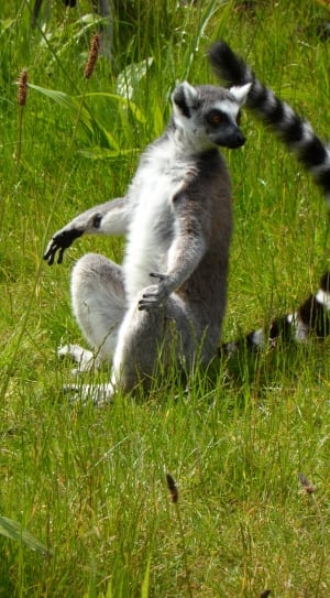 white and brown ring tailed lemur thumbnail