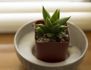 green plant in pot on shallow photo thumbnail