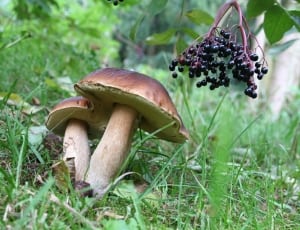 two brown mushrooms thumbnail