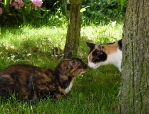 1 tortoiseshell cat and 1 calico cat thumbnail
