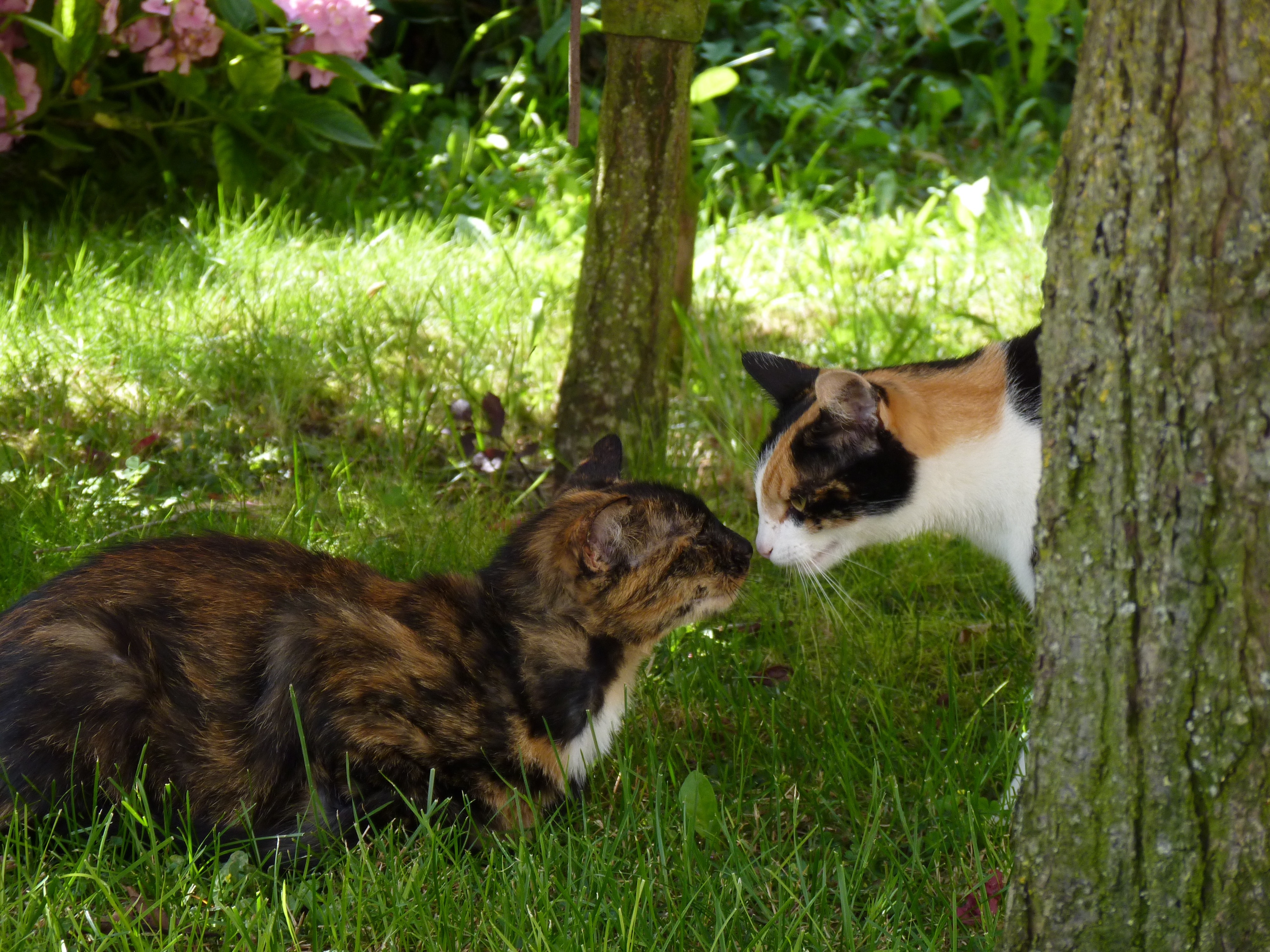1 tortoiseshell cat and 1 calico cat