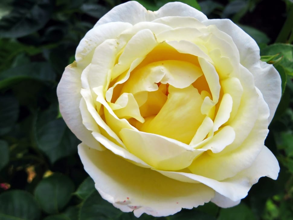 white and yellow rose preview