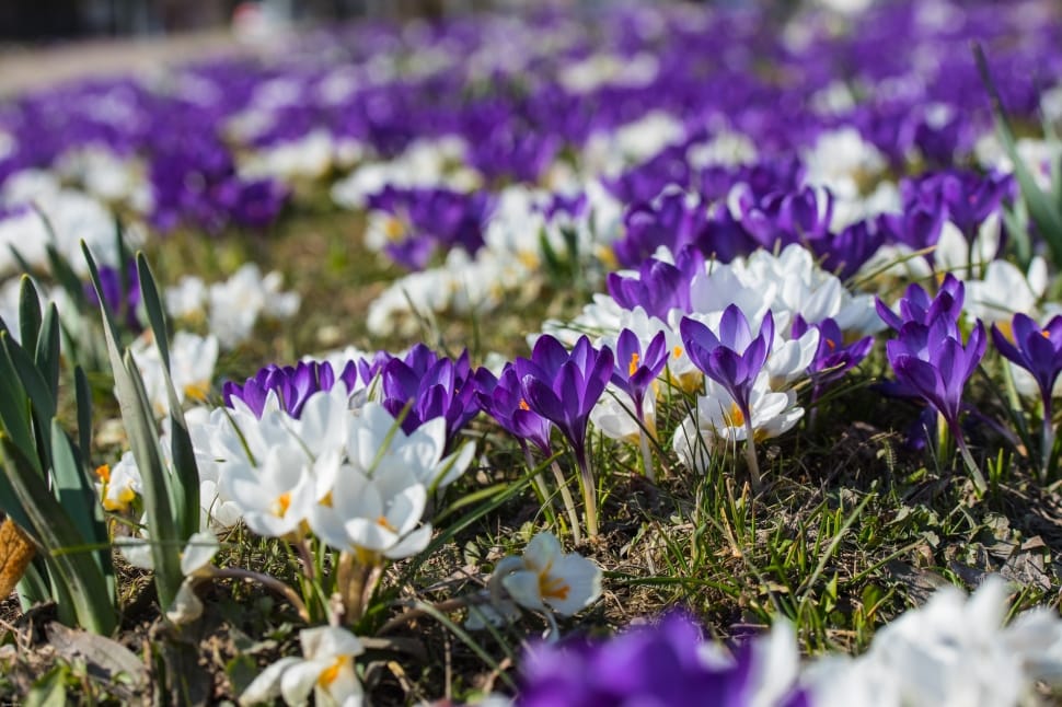 white and purple crocus preview