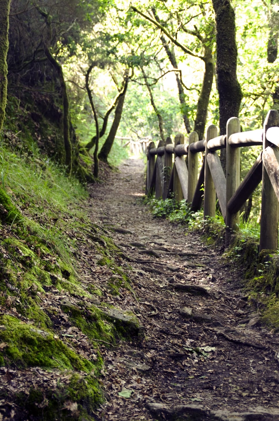 brown wooden pathway rails preview