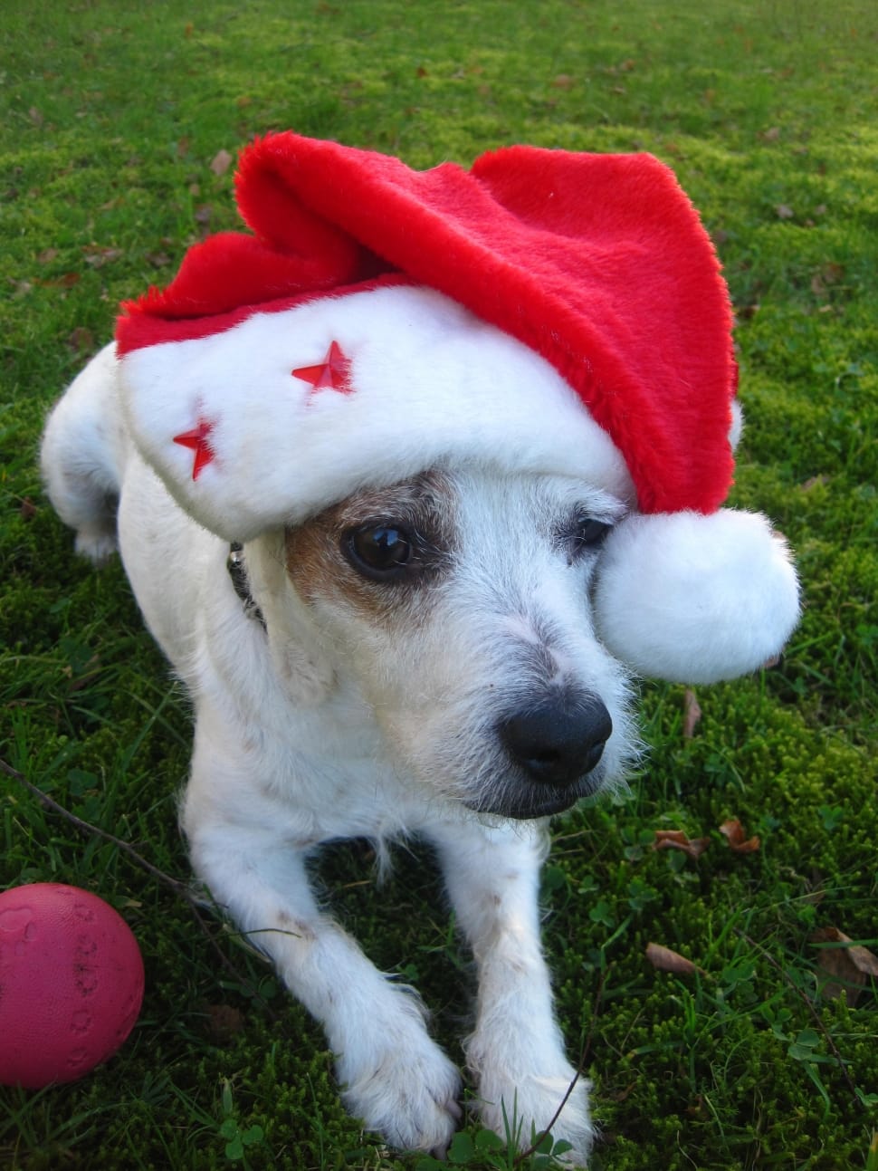 jack russell terrier wearing santa hat preview