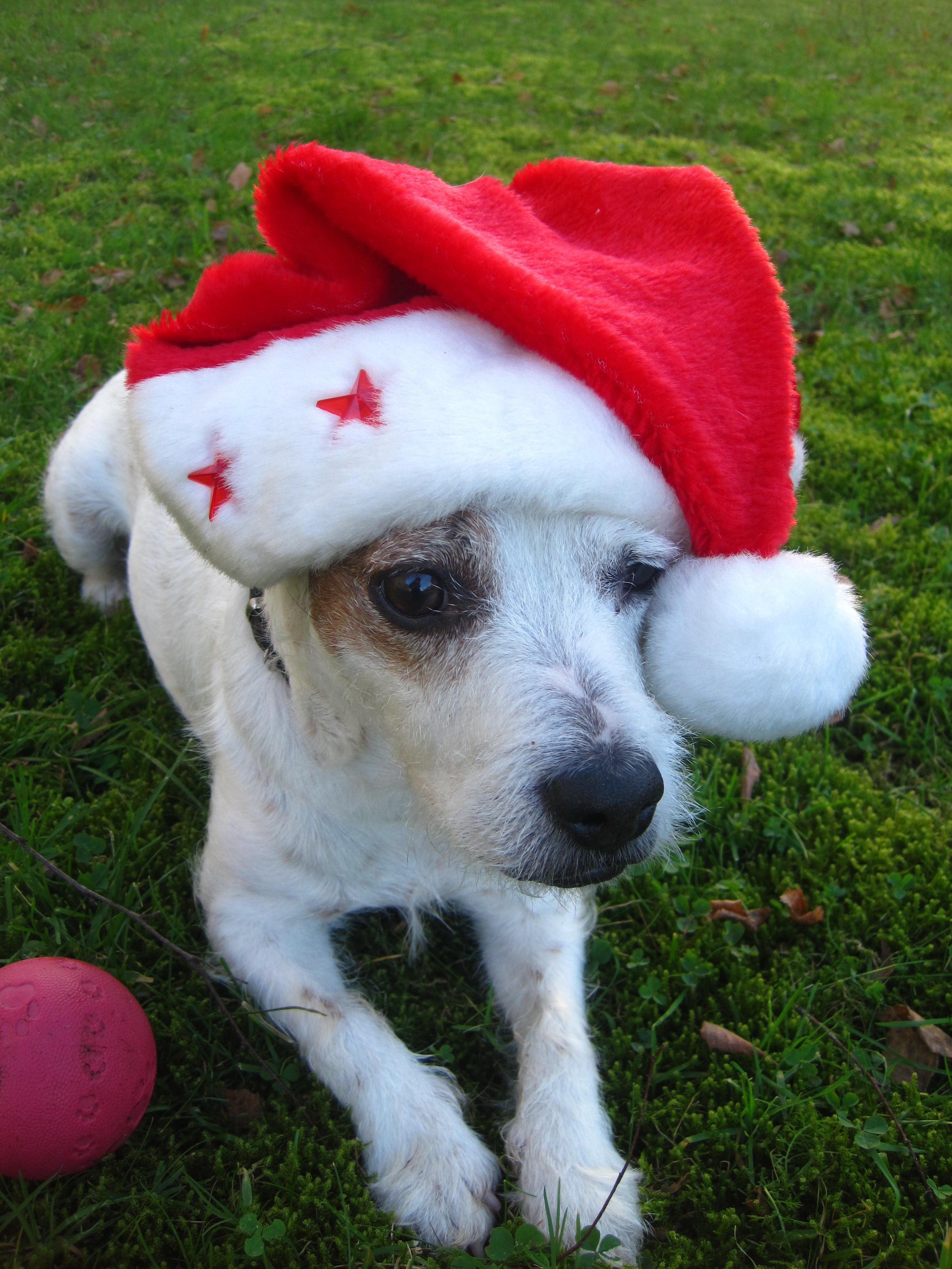 jack russell terrier wearing santa hat
