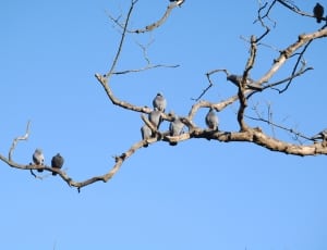 flock of gray pigeons thumbnail