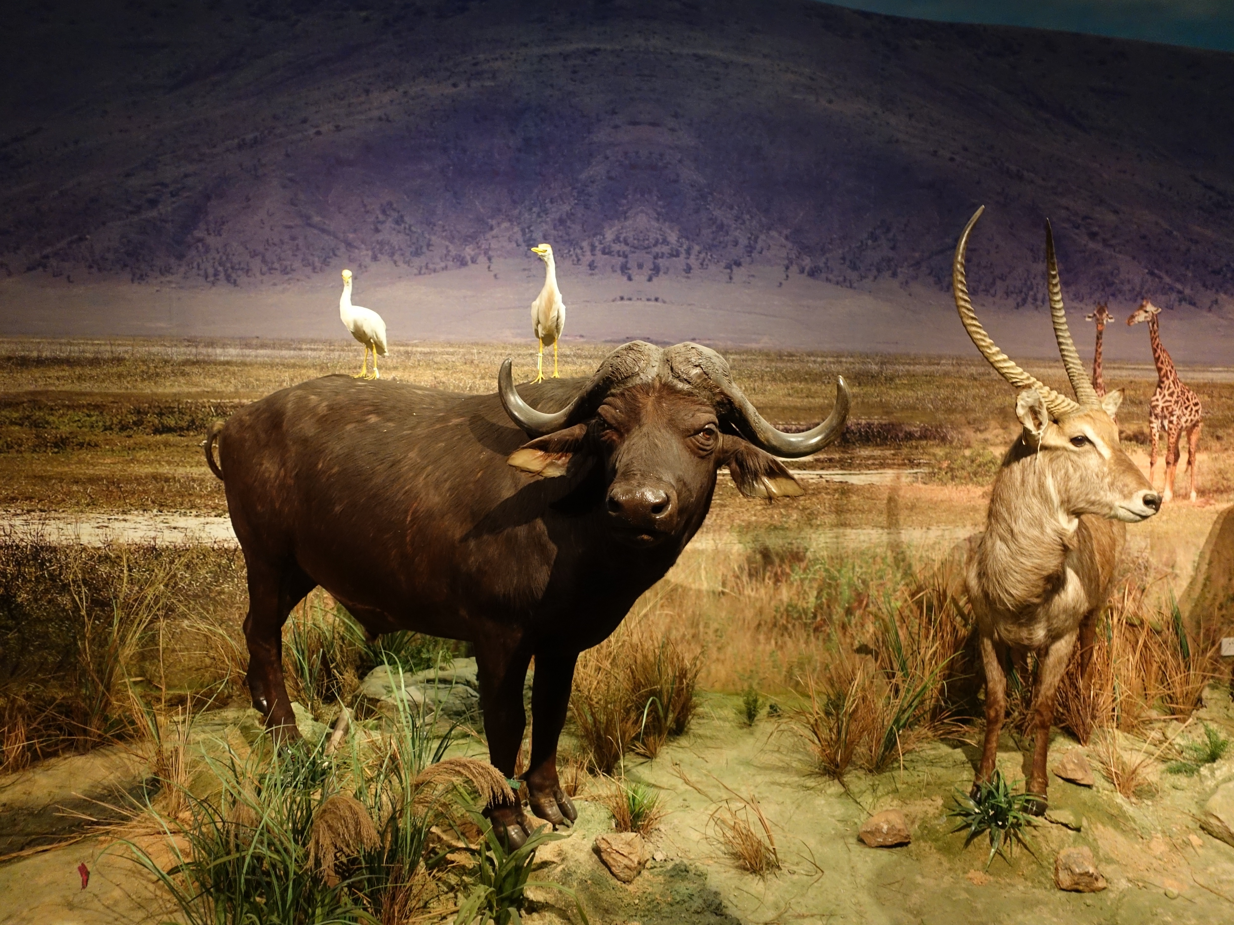 2560x1440 wallpaper african buffalo Peakpx