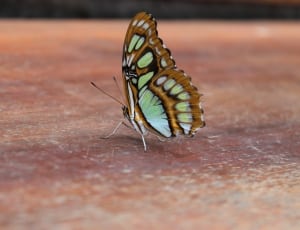 brown and green butterfly thumbnail