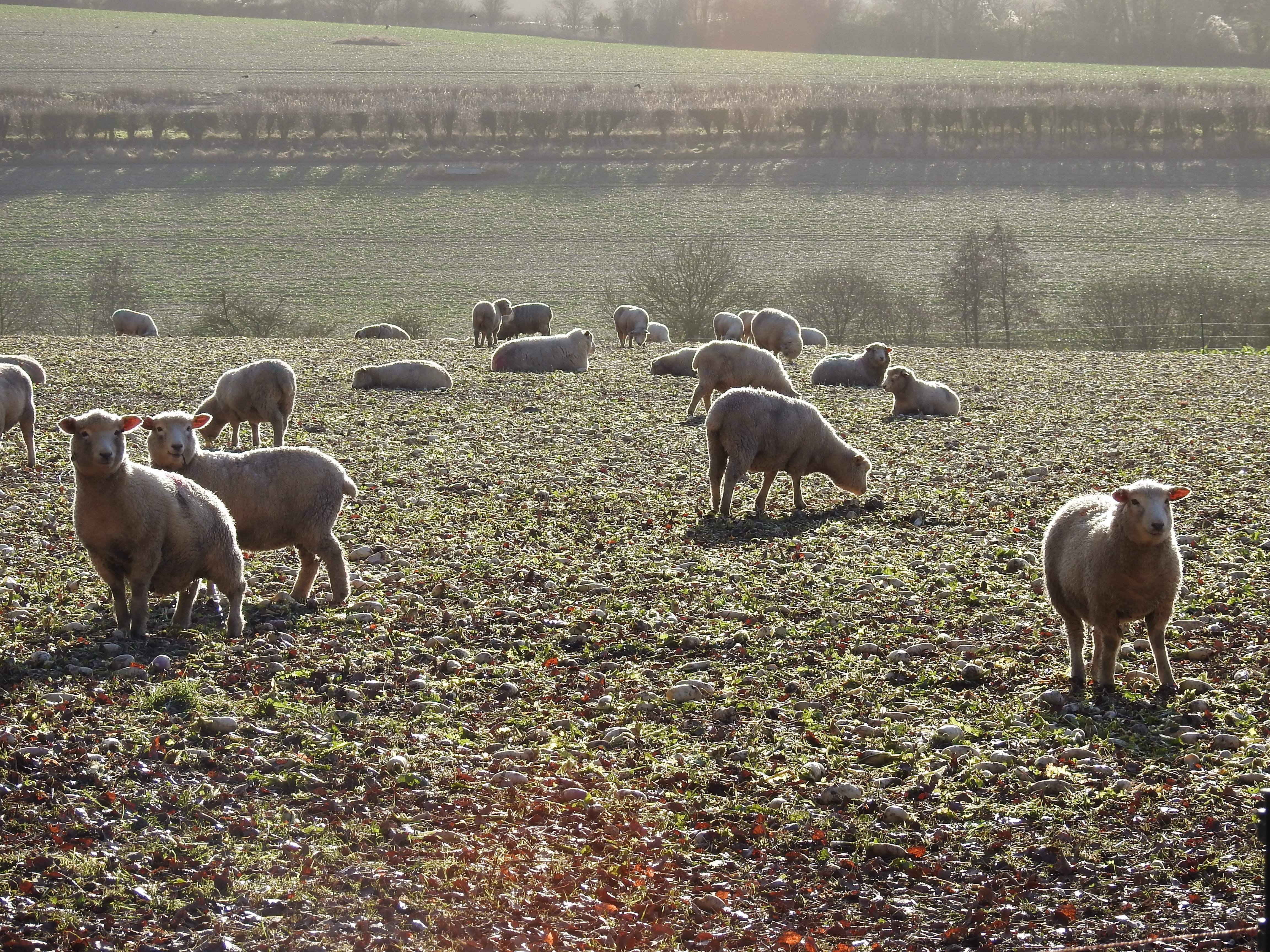 white group of sheep