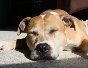 brown and white medium size dog thumbnail