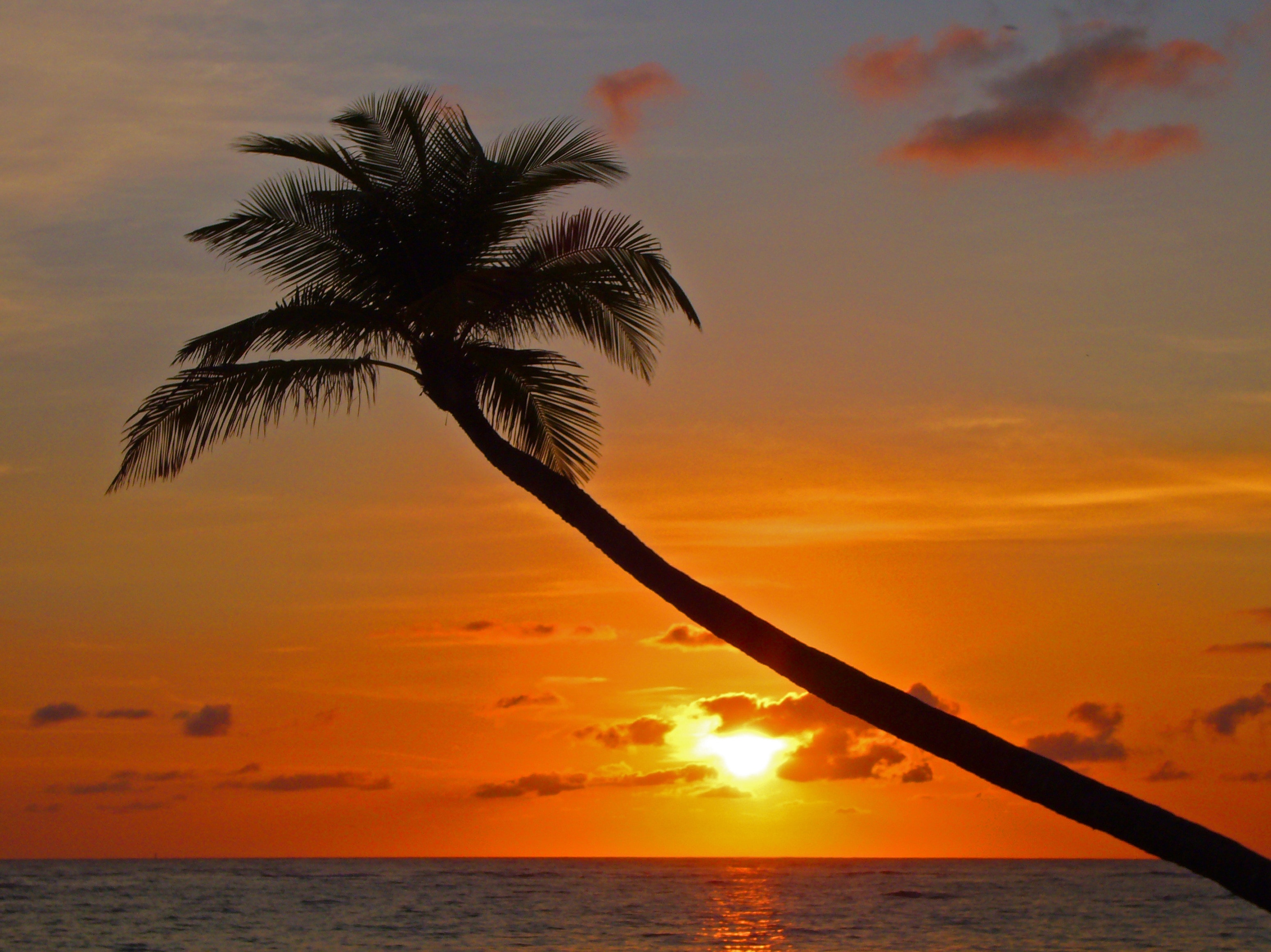 Palm, Sunset, Beach, Evening Sky, sunset, sea