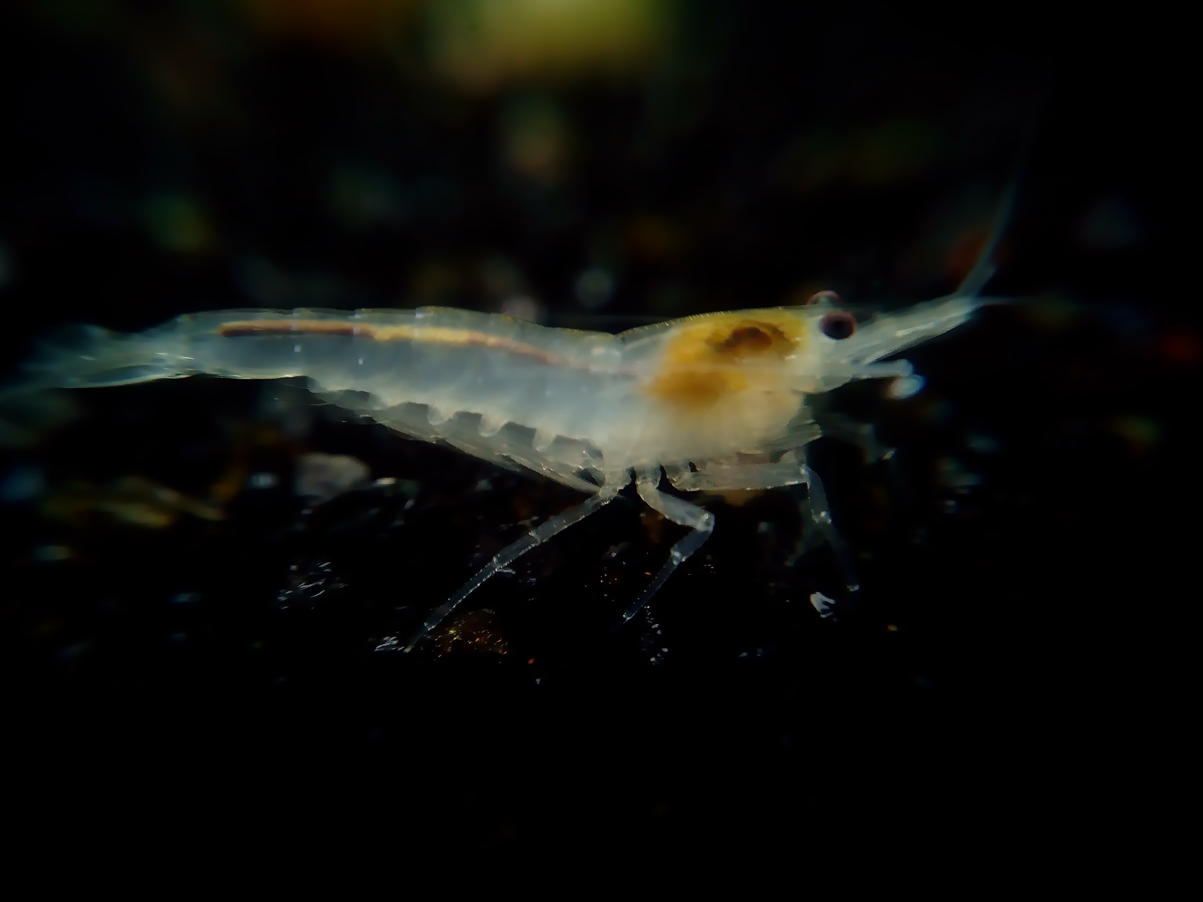 gray and yellow shrimp