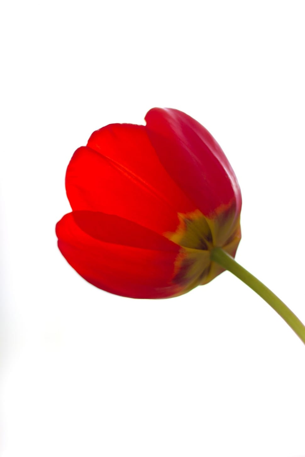 red poppy flower preview
