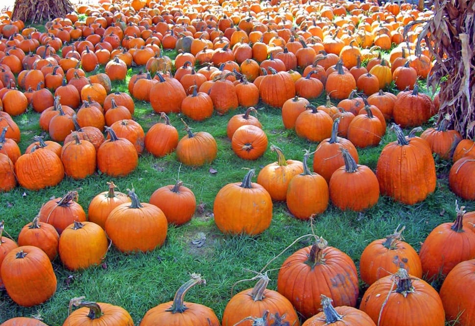pumpkin lot preview
