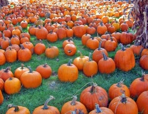 pumpkin lot thumbnail