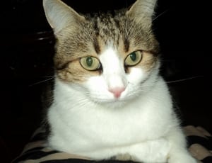 brown and white tabby cat free image | Peakpx