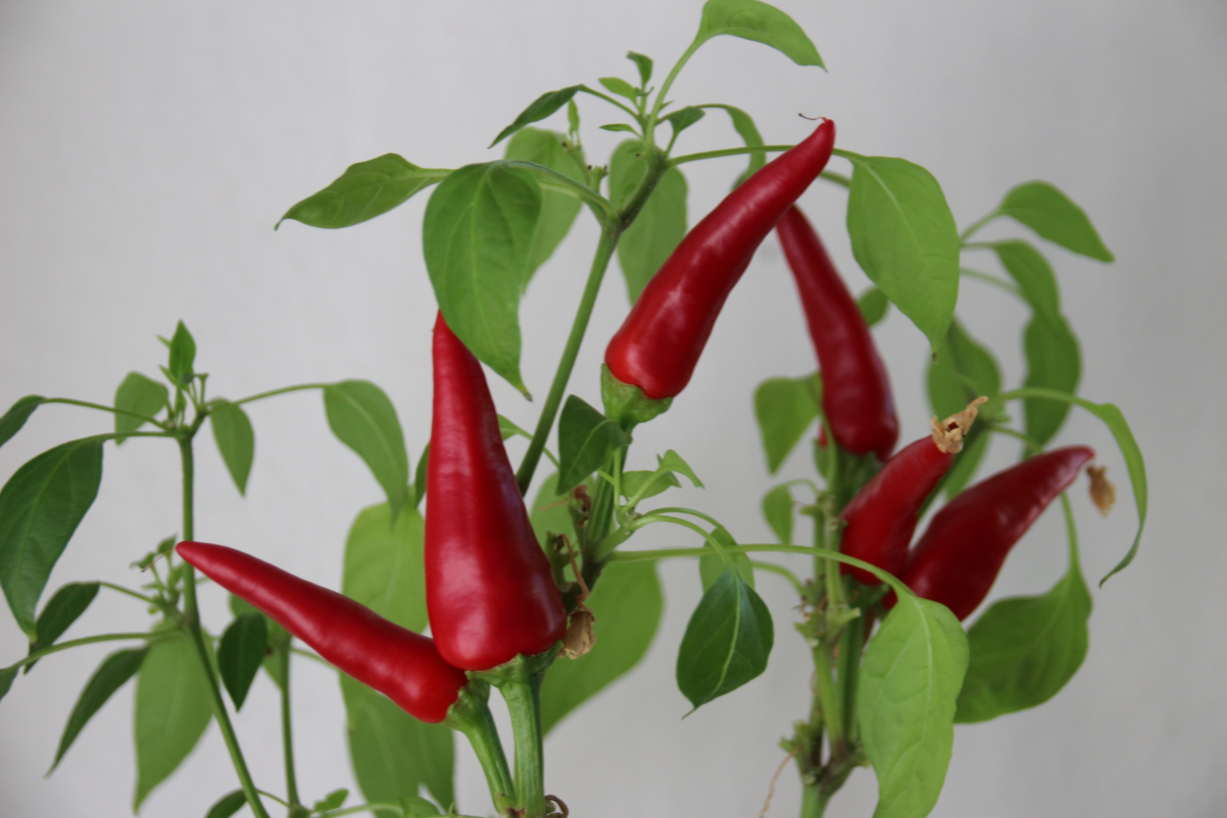red chili lot